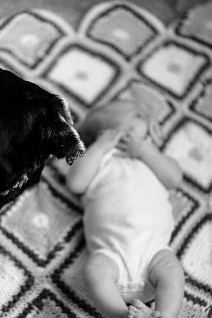 in-home newborn photography with dog