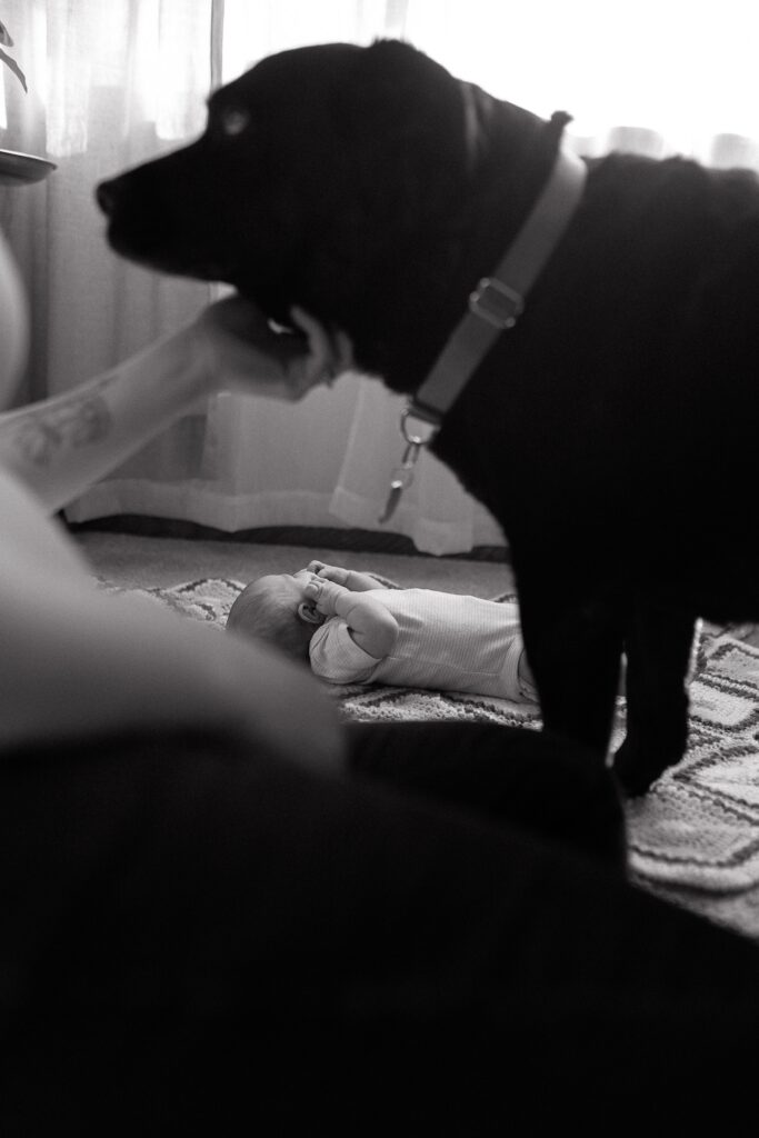 in-home newborn photography with dog