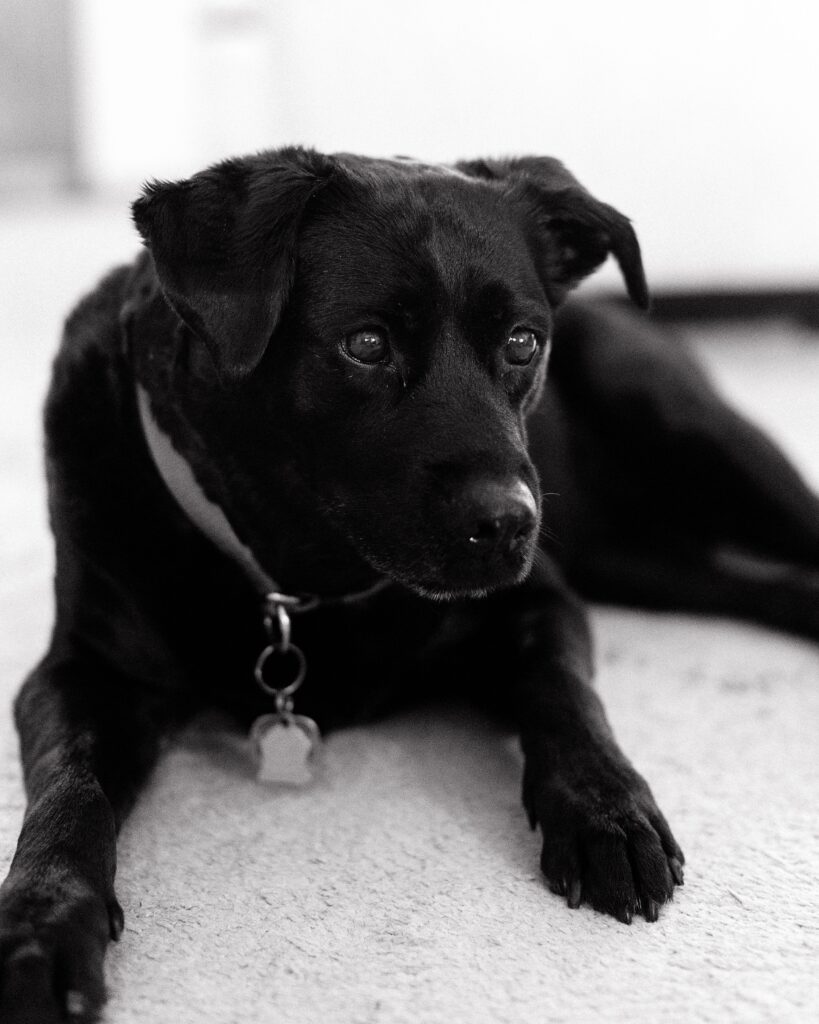 natural light newborn photos with dog