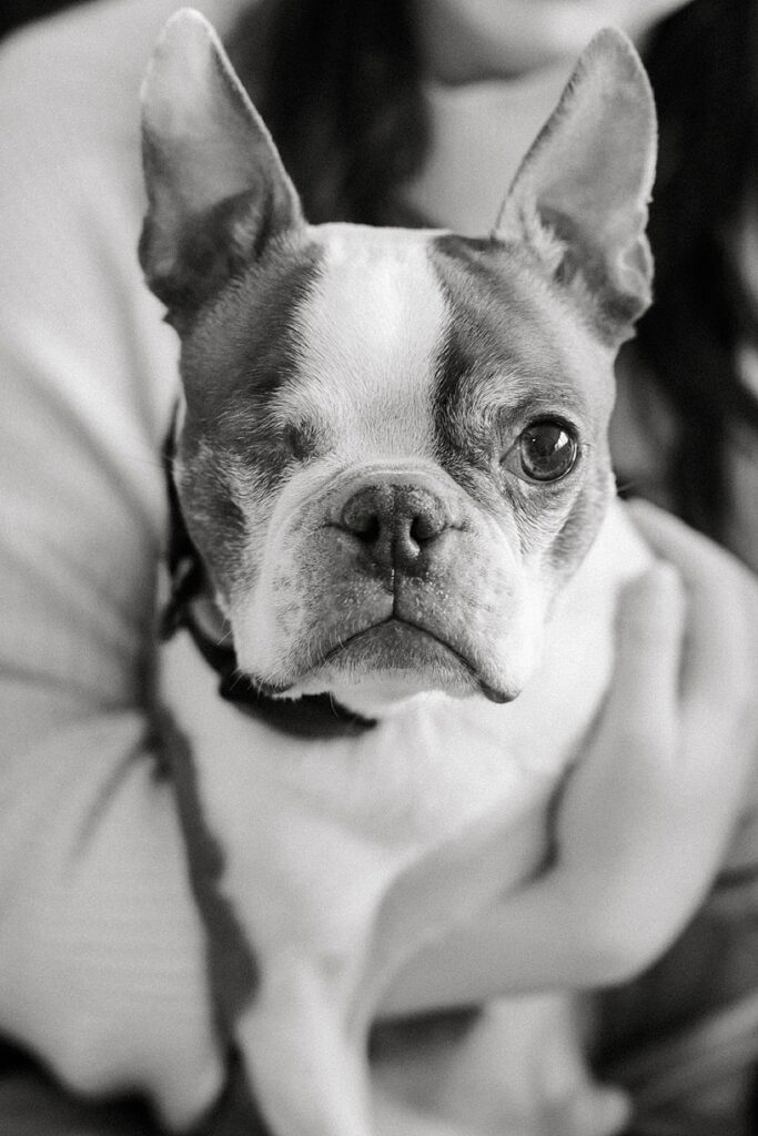 New parents holding their newborn baby on the couch with their dogs during an in-home newborn photography session in Michigan.