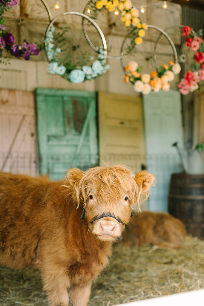 Boho-inspired senior photos at Sharp Farm in Swartz Creek Michigan with Highland Cows